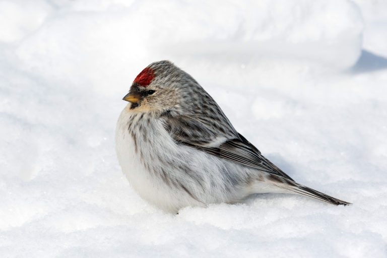 Espèces, taxons et noms scientifiques