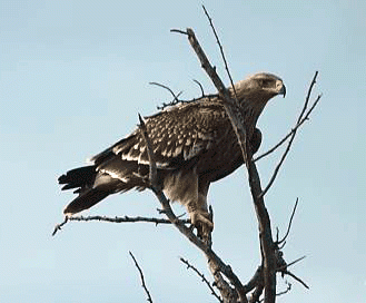 Nouvelles ornithos : janvier 2025