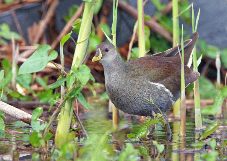 Oiseaux rares : les faits marquants de 2024