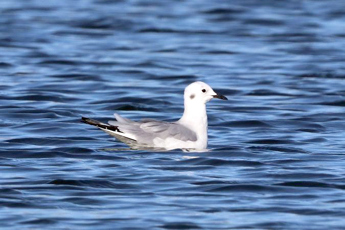 Nouvelles ornithos : février 2025