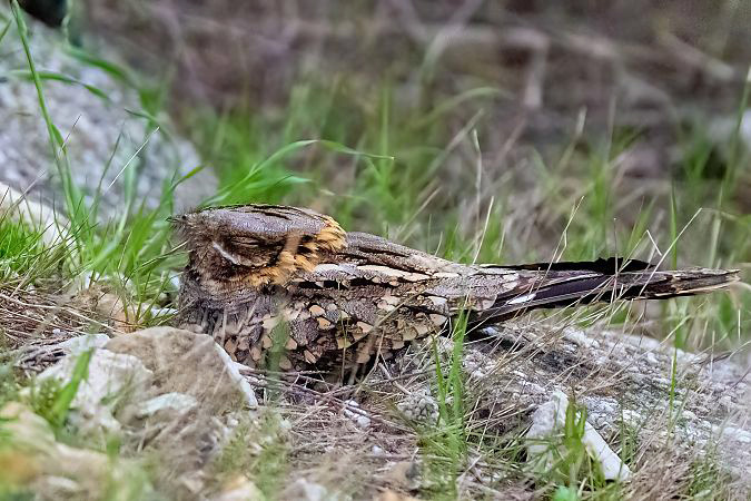Rechercher l’Engoulevent à collier roux en France