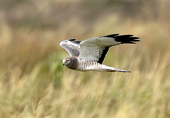 Nouvelles ornithos : 1-15 novembre 2025