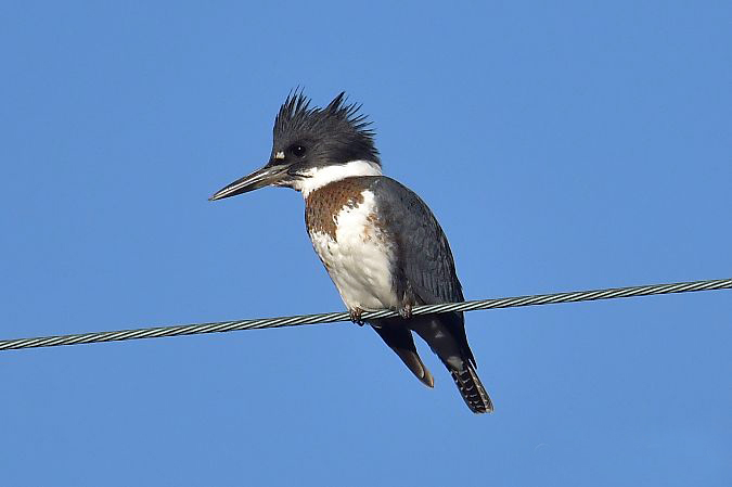 Nouvelles ornithos : 1-15 décembre 2025