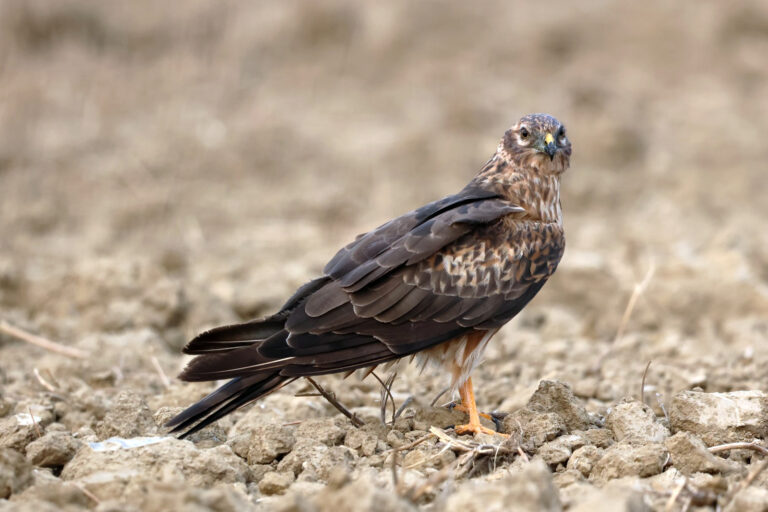 Un Busard cendré attaque un pluvier en plastique…