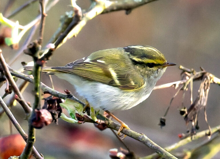 Nouvelles ornithos : 1-15 mars 2026