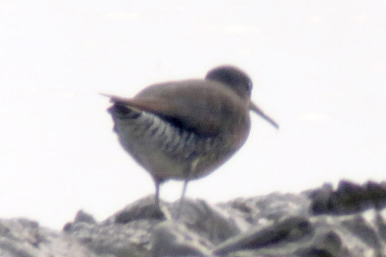 Un mystérieux chevalier… hybride ou individu au plumage aberrant ?
