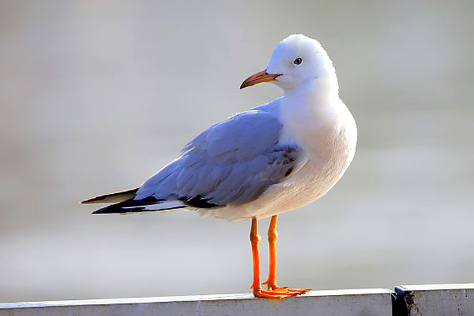 Nouvelles ornithos : 16-31 mars 2026