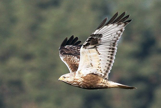 Hivernage de la Buse pattue dans le sud de la France