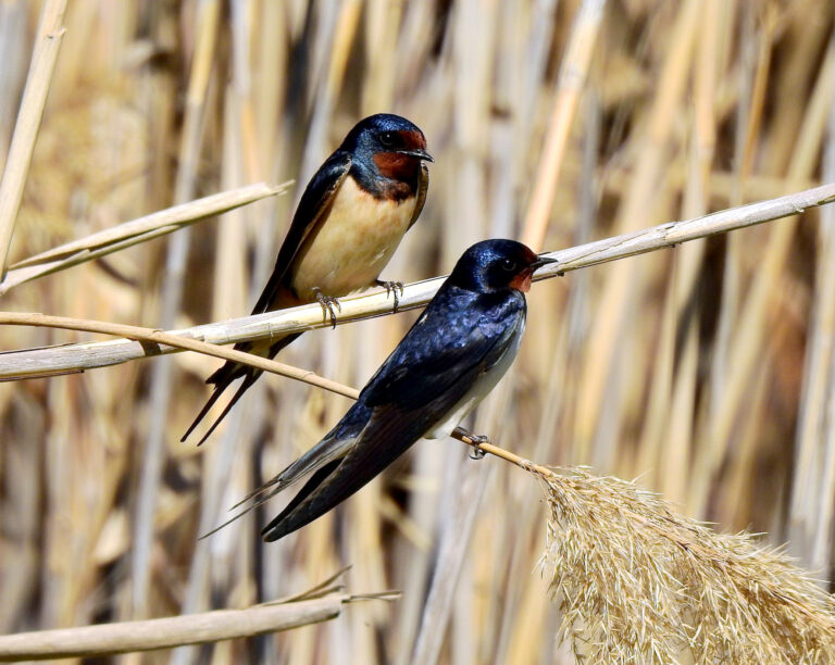 L’hivernage de l’Hirondelle rustique en France