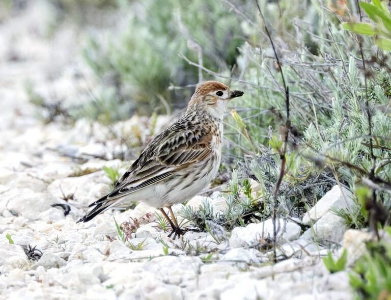 L&rsquo;Alouette leucoptère en France et en Europe