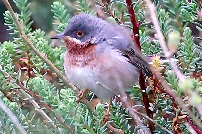 Nouvelles ornithos : 1-15 avril 2026