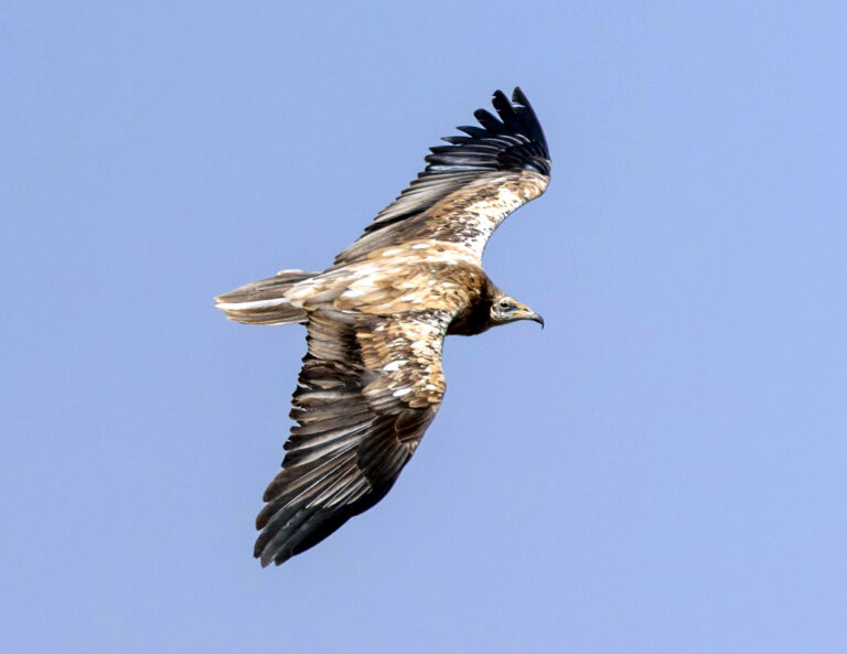 Mue et plumages du Vautour percnoptère
