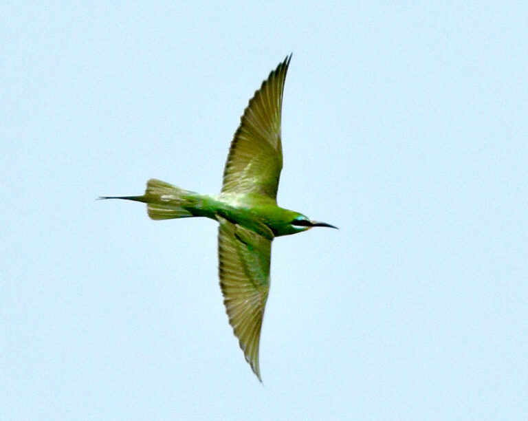 Nouvelles ornithos : 1-15 mai 2026