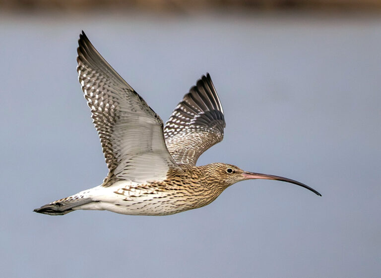OrnithoScience : pourquoi le Courlis cendré est-il en déclin ?