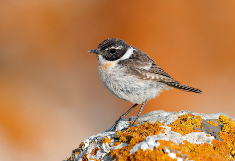 Les îles Canaries : point chaud ornithologique