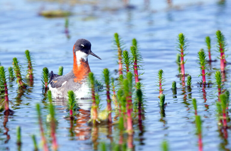 Finlande-Norvège (16 mai-2 juillet 2026) : la péninsule de Varanger