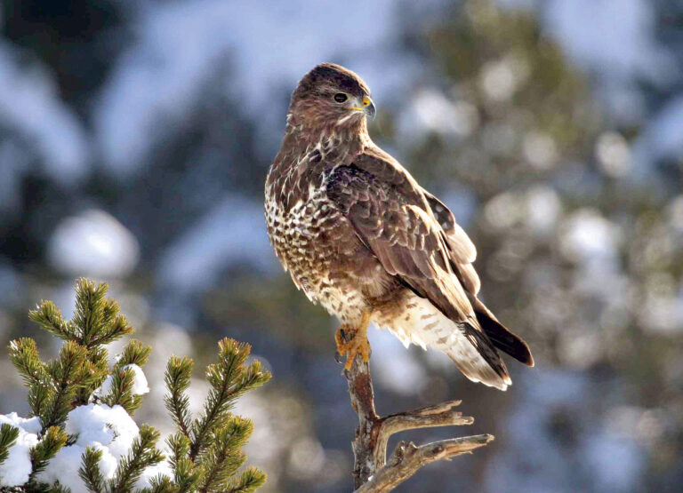 OrnithoScience : la Buse est de moins en moins variable