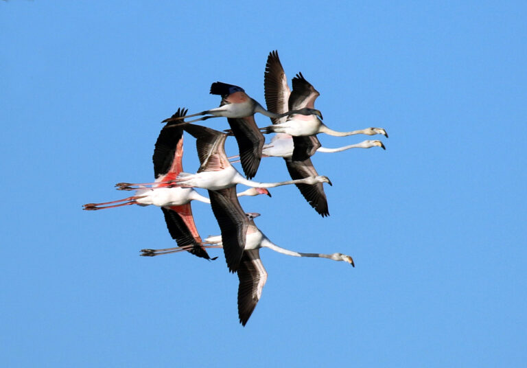 Des Flamants roses en Dombes : saison 2