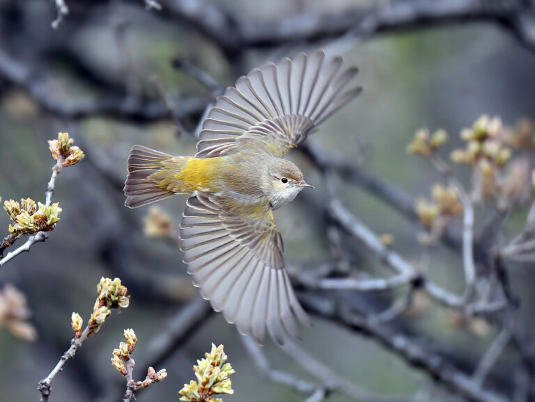 Topographie de l’oiseau (III) : l’aile