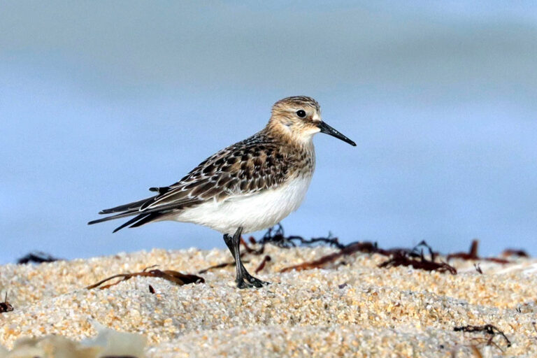 Nouvelles ornithos : 16-30 septembre 2026